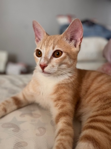 Pudra güzellik için yuva arıyoruz fotoğraf