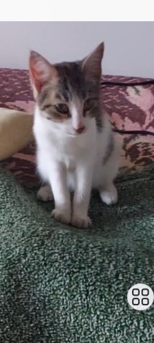 Prenses yuva arıyor fotoğraf