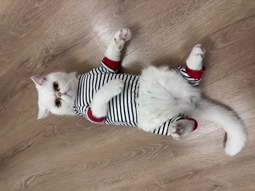 Pamuk sevgi dolu bir ev istiyor fotoğraf