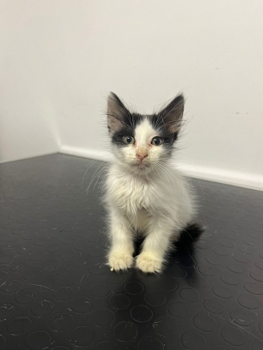 TÜM AŞILARI YAPILDI 14 GÜNDÜR VETERİNER KLİNİĞİNDE ÇOK SAĞLIKLI ÇOK UYSAL fotoğraf