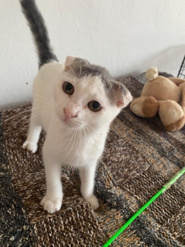 Scotish kırması kızımıza yuva arıyorum fotoğraf