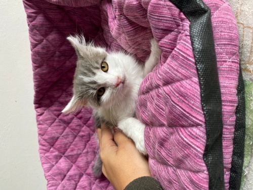 Sincap huzurlu evini ariyor fotoğraf