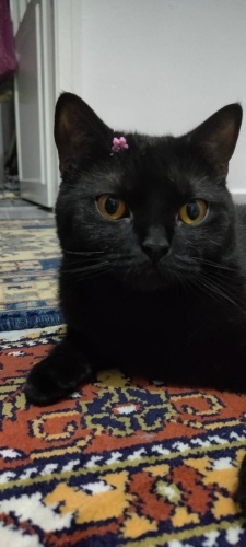 KARA İNCİ, DİŞİ fotoğraf