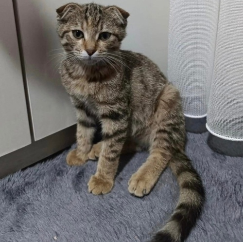 Yoda yuva arıyor fotoğraf