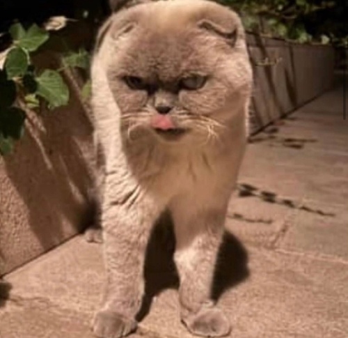 Lila yuva arıyor fotoğraf