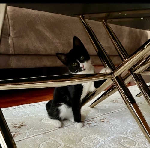 İyi huylu kızımız Bebiş fotoğraf