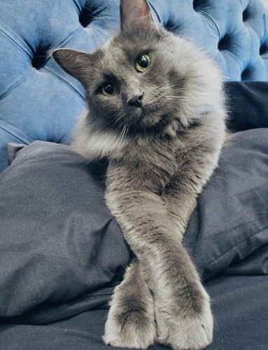 depremzede r.blue kedi fotoğraf