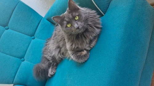Nebelung cinsi kedi fotoğraf