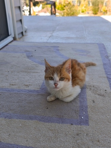 Acil yuva arıyoruz fotoğraf