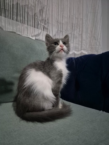 2 AYLIK POFUDUK DİŞİ YUVA ARIYOR fotoğraf