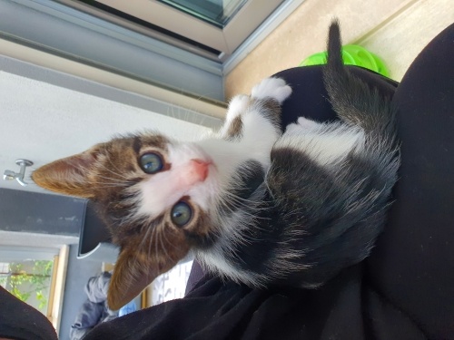 7 haftalık erkek yavru kedi fotoğraf