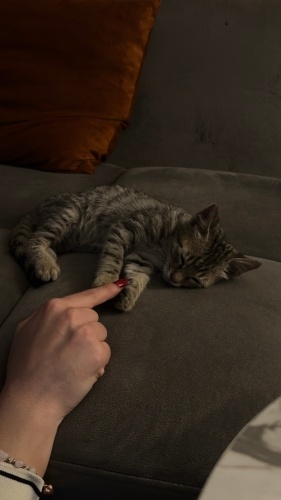 Sevgi Delisiii Minicik Nohut fotoğraf