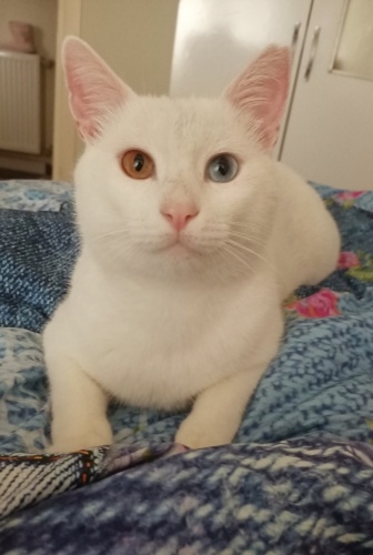 Acil Yuva Arıyoruz! fotoğraf