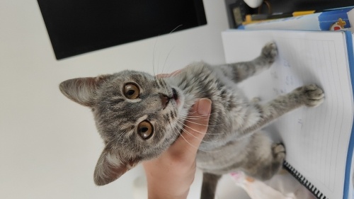 sokakta bulduk acil yuva yavru fotoğraf