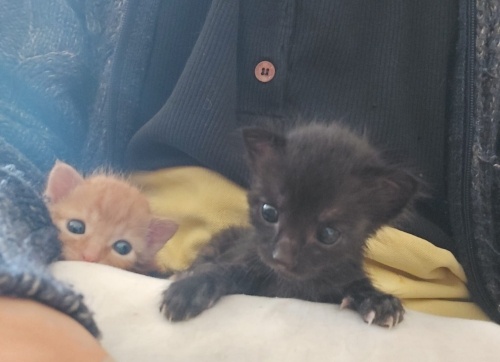 İki minik yavru için yuva aranıyor fotoğraf