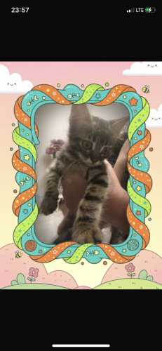 Yakışıklı Oğluş Yuva Arıyor fotoğraf