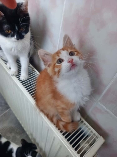 kaju beye yuva arıyorum fotoğraf