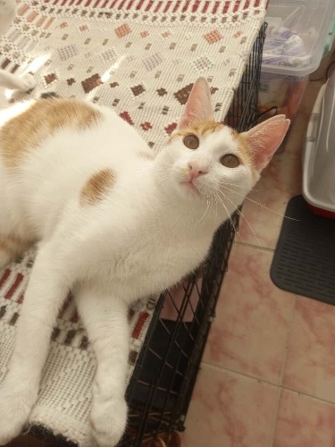 tosi'ye yuva arıyor. fotoğraf