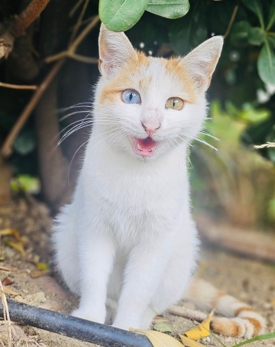 ÜCRETSİZ KEDİ SAHİPLENMEK İÇİN EN DOĞRU YERDESİNİZ! fotoğraf