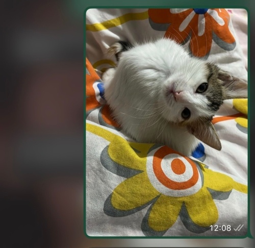 Leydi yuva arıyor fotoğraf