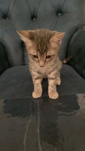 3 Yavru Kedi ve Anneleri Sahiplendirilecek fotoğraf