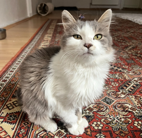 Evinize yardıma muhtaç kedi almak kadar güzel bir şey yok fotoğraf