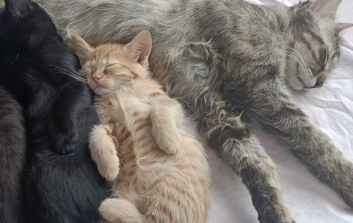 Lütfen acil yardıma ihtiyacım var fotoğraf