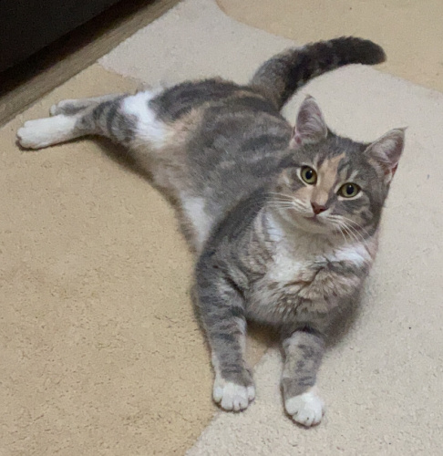 Dünya tatlısı,uysal,sevgi dolu, ev delisi bir kedi. Ona yuva olur musun? fotoğraf