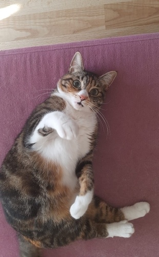 TOMY  (acil yuva ) fotoğraf