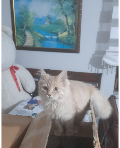 Sarı balıma yuva arıyorum fotoğraf