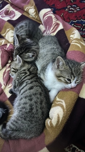 Dört kardeş acil yuva bekliyor fotoğraf