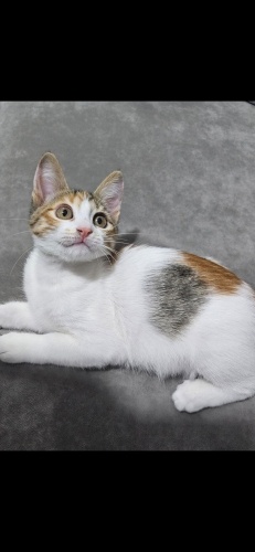 Size Uğur Getirecek Küçük Kahraman: Pekmez 🐾 2 Aylık Dişi Kaliko fotoğraf