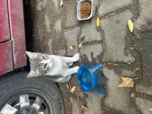 Oyuncu bir küçük haydut fotoğraf