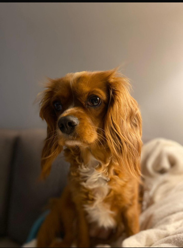 Uysal Ve Nazlı köpeğimi mecburi sebeplerden sahiplendireceğim fotoğraf
