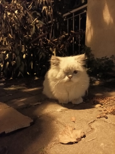 Çok Acil yuva arıyorum fotoğraf