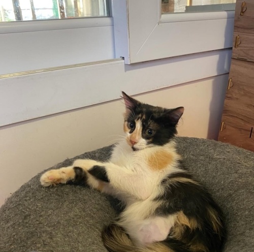3 Bacaklı Dünya Tatlısı Calico Kedi fotoğraf