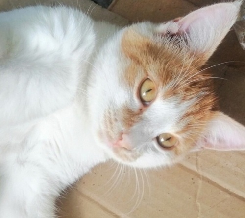 Çok güzel pamuk gibi fotoğraf