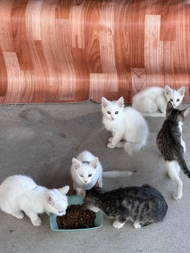 Karbeyazlara yeni aile arıyoruz fotoğraf