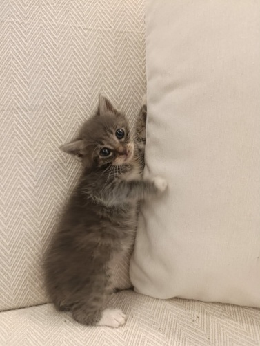 30 GÜNLÜK YAVRU KEDİ ANKARA'DA ÖMÜRLÜK YUVASINI ARIYOR YENİMAHALLE fotoğraf