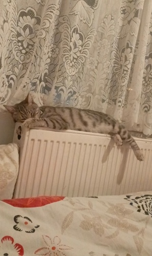 Luna sıcacık bir yuva arıyor! fotoğraf