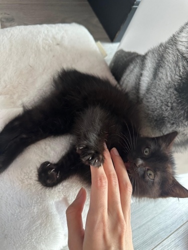 siyah yavru erkek kedi fotoğraf