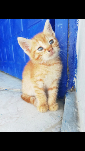 SIRNAŞIK SICAK BİR YIVA İSTİYOR?O SİZ OLUR MUSUNUZ? fotoğraf
