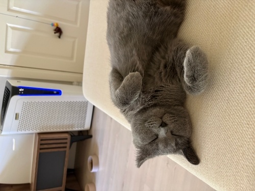 Yastık yapmalık bir kedo fotoğraf