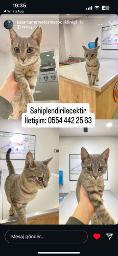 Titrek bir yüreğe ev arıyorum fotoğraf