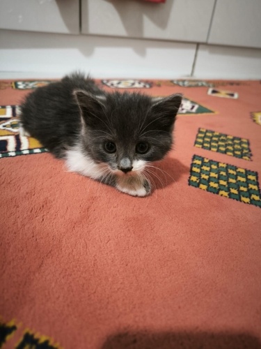 Minik bebegimize yuva fotoğraf