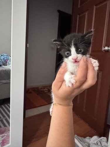 Annesiz kalan minik acil yuva arıyor fotoğraf