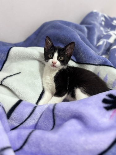 Annesiz kalan minik acil yuva arıyor fotoğraf