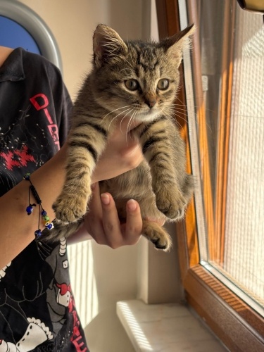 7 haftalık erkek yavru kedi sevecen oyuncu fotoğraf