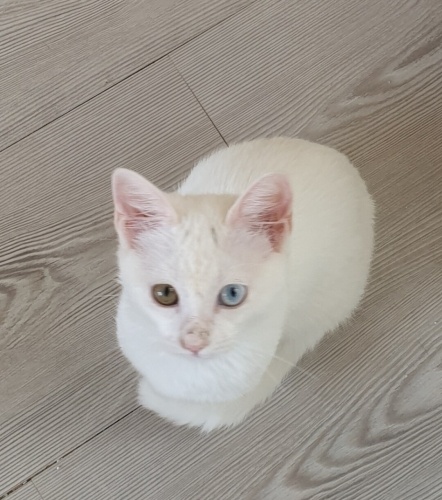 Renkli gözlerine kim tutulmaz fotoğraf