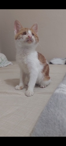 2 aylık 2 gözüde görmeyen erkek kedi fotoğraf